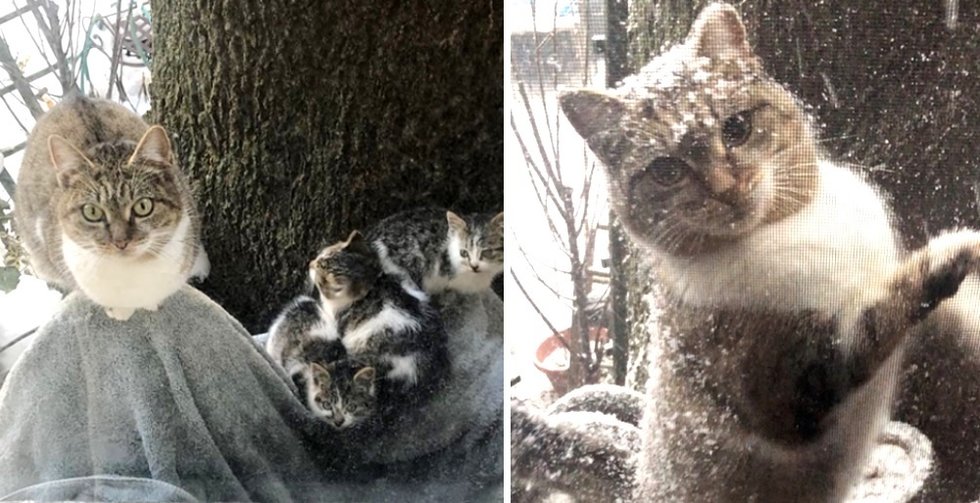 Stray Cat Left Her Kittens to Couple for Help and Came Back During