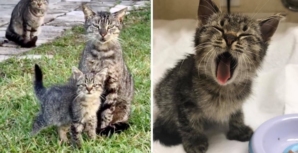 Woman Saves Kitten Found on the Road and Discovers His Cat Family that Needs Help