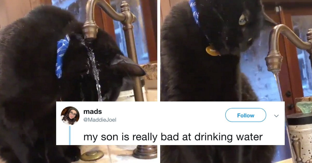 This Viral Video Of A Cat Who Is Really Bad At Drinking Water From