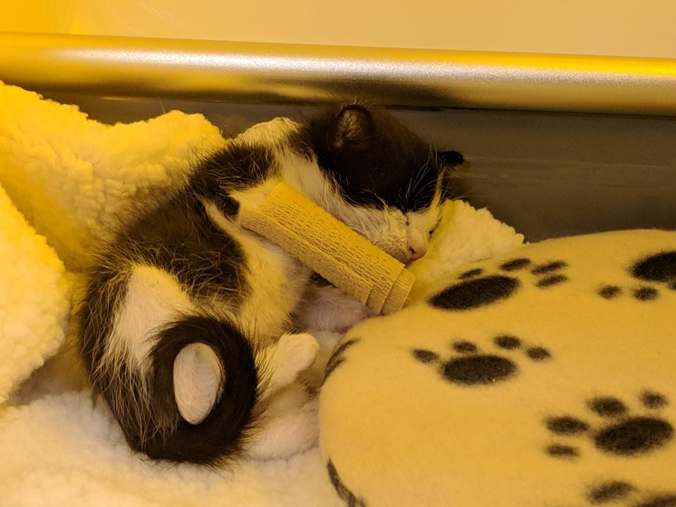 Кошка приносит игрушку. Кот приносит на кровать игрушки. Kitten with broken Legs.