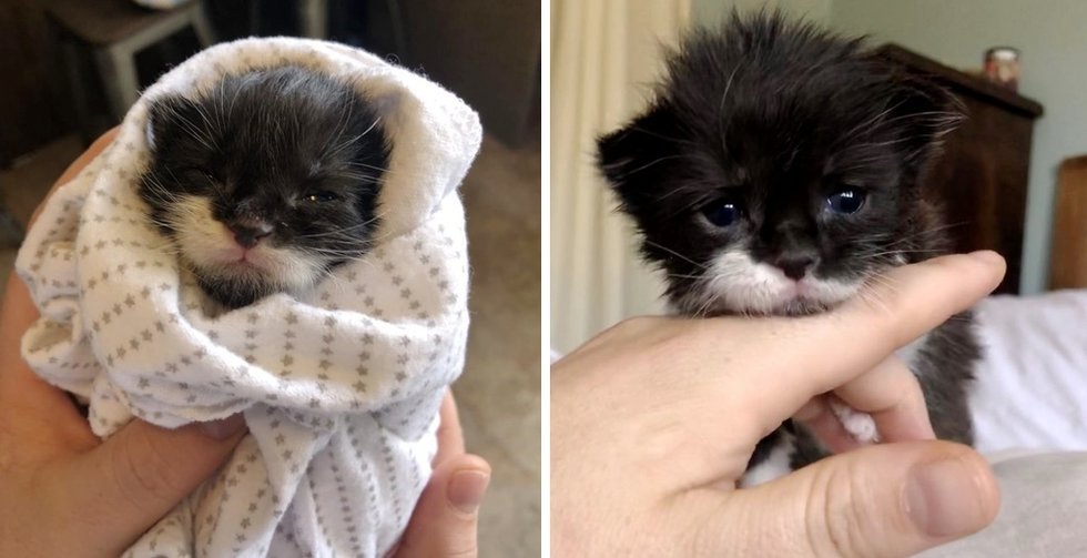 Kitten Discovered Crying Close to Drive-through on Stormy Day, Finds Love from One other Cat and Kitten