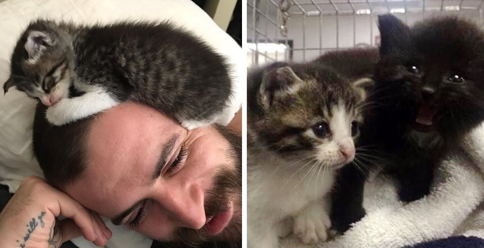 Stray Kittens Discover Somebody to Love After They Had been Saved from Storm Drain