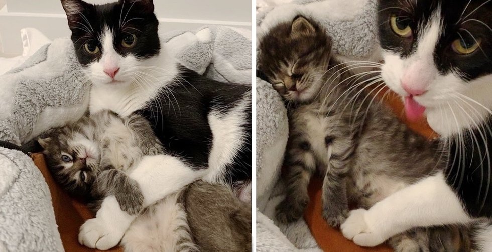 Stray Cat Sneaks into Basement with Her Kittens and Finds Somebody to Assist Them