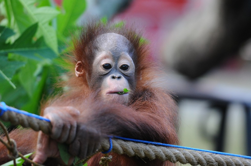 The Cutest Orangutan  Brothers To Have Ever Lived Were 