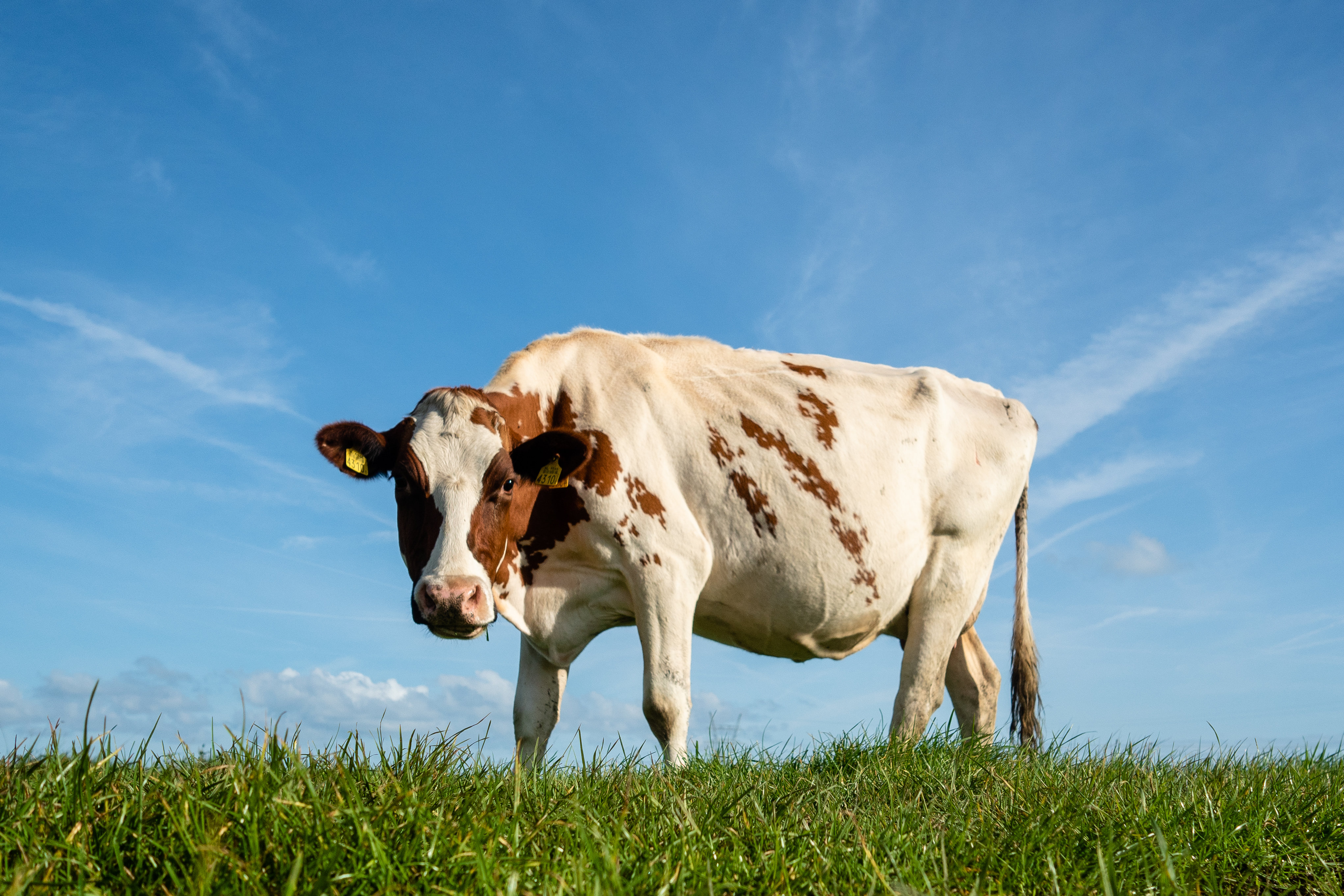 Watch: Dutch inventor thinks cows can be potty trained, invents 'cow ...