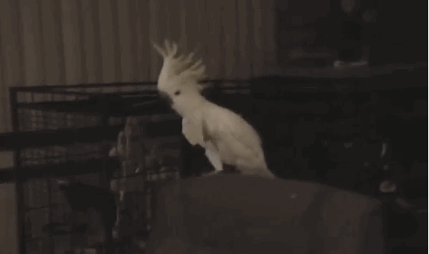 dancing cockatoo