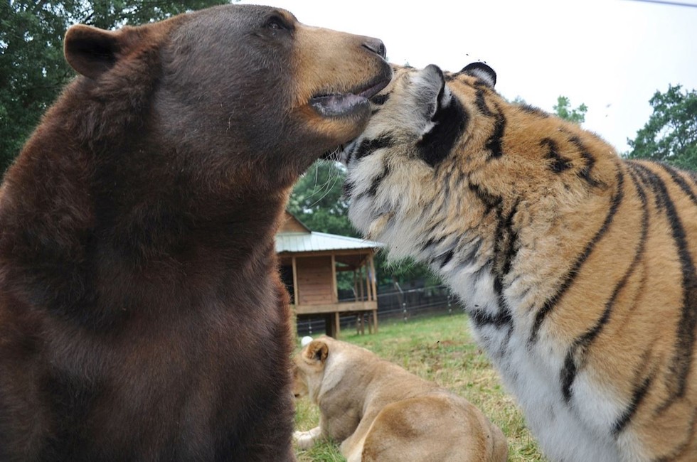 Lion, Tiger And Bear (Oh My!) Are All Real-Life Best Friends