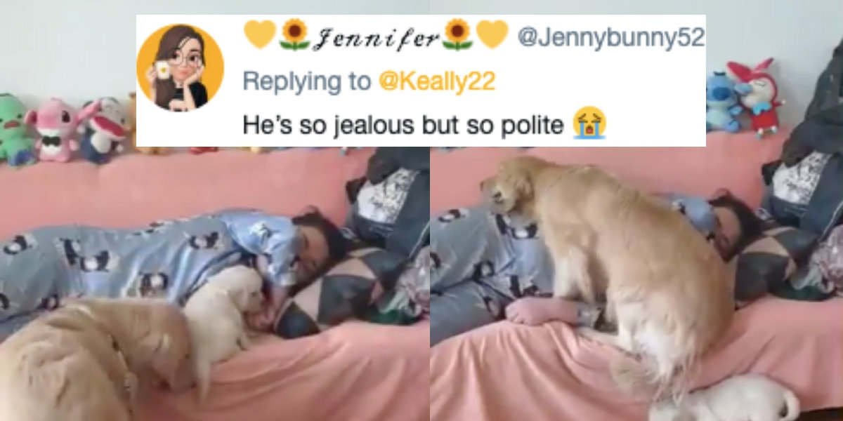 Jealous Older Dog Doesn't Care For Puppy Stealing Its Spot—And Its