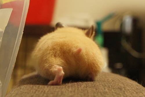 Bottoms Up: Hamster Butt Craze Is Sweeping Across Japan - 500 x 337 jpeg 22kB