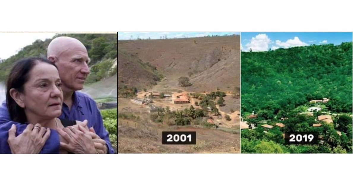 Brazilian couple planted 4 million trees within 18 years to form a large  forest. - Upworthy