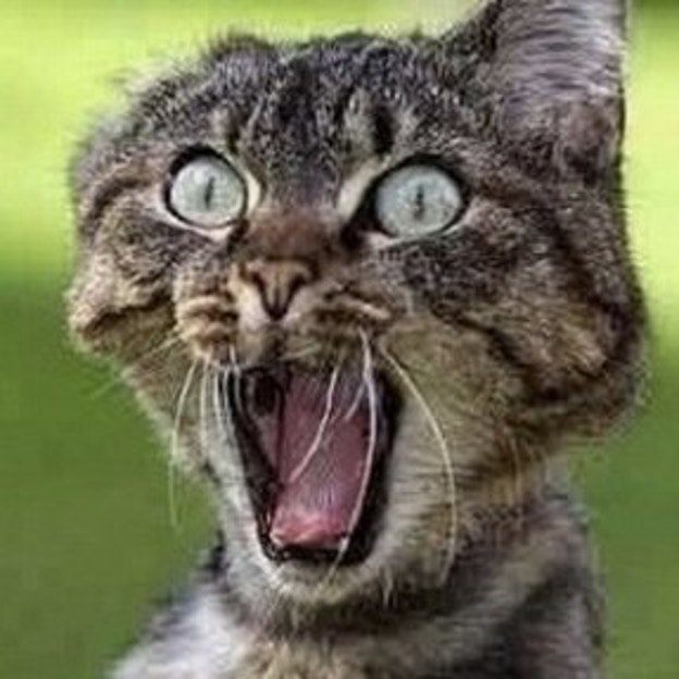 Why 'Curiosity Killed The Cat' Is A Terrible Expression Upworthy