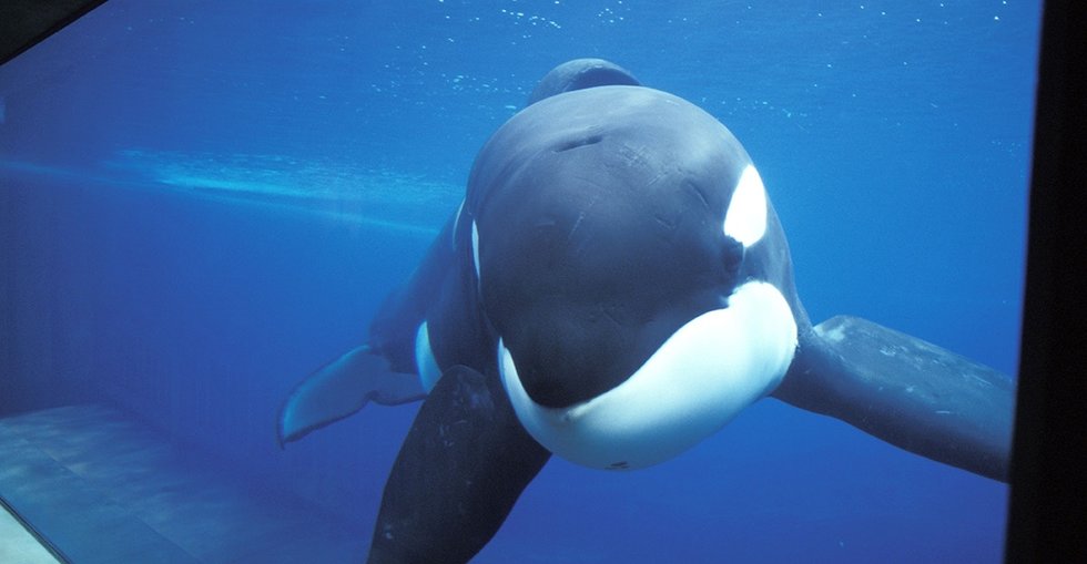 Here's A Scary Clip Illustrating How Amazingly Smart Orcas Are And How ...