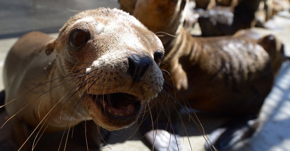 Sea lions usually live in the ocean. So why are so many showing up on land? Upworthy