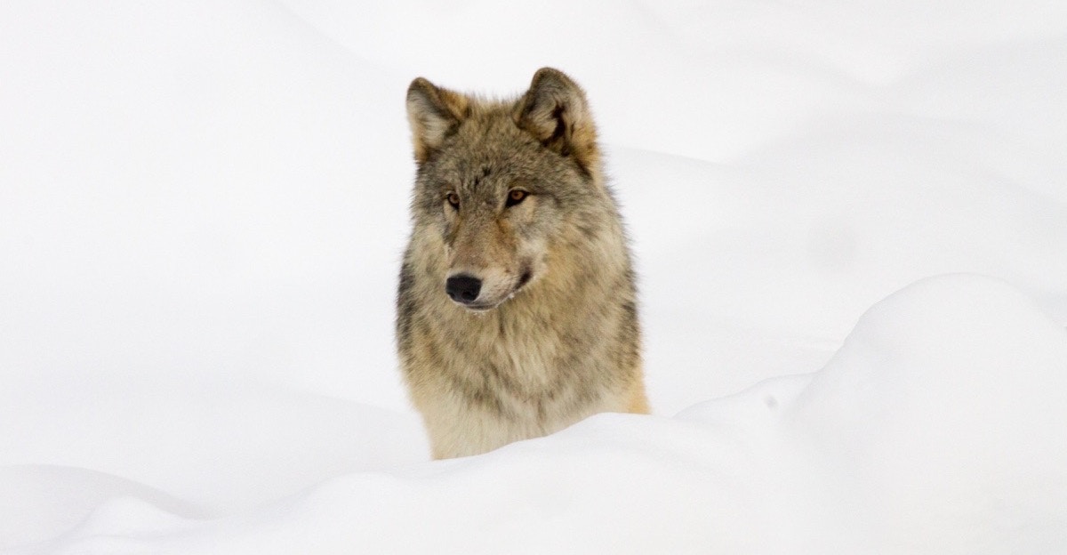 When Wolves Were Reintroduced In Yellowstone Some - 