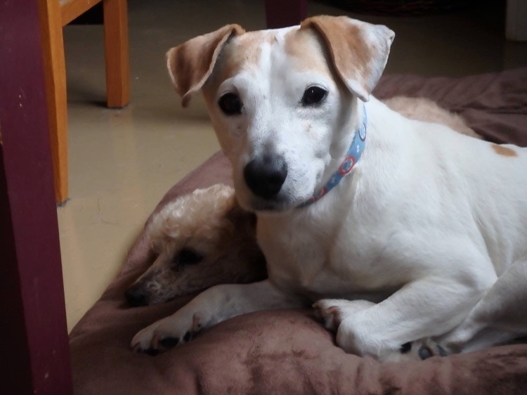 silver muzzle senior dog rescue