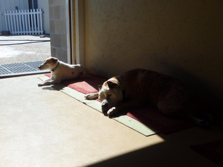 silver muzzle senior dog rescue