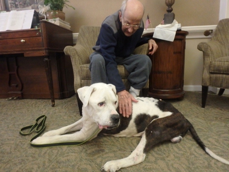 silver muzzle senior dog rescue