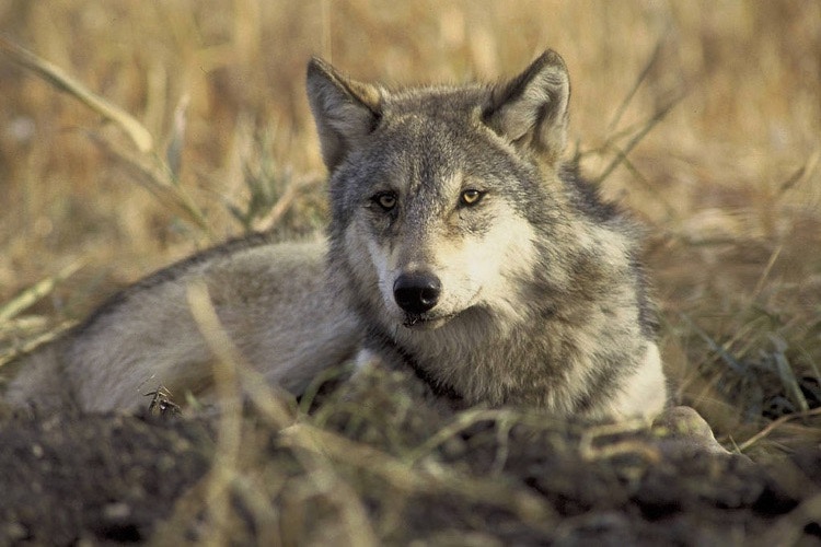 Why Wolves Mate For Life And 22 Other Interesting Things To Know About These Animals Upworthy