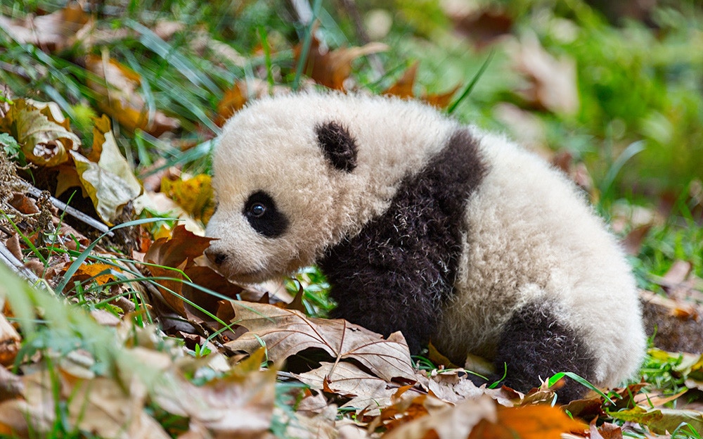 Behind The Scenes Of Every Cute Baby Panda There S A Mama Bear Upworthy