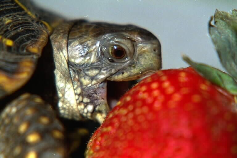 Happy World Turtle Day! Here Are Some Photos Of Turtles Eating Strawberries