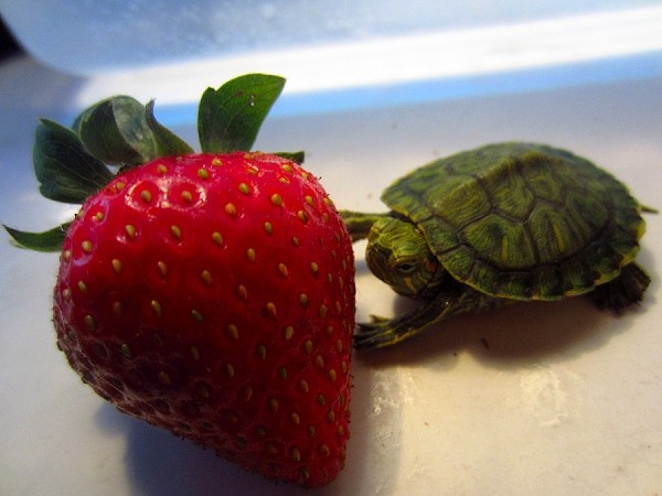 Happy World Turtle Day! Here Are Some Photos Of Turtles Eating Strawberries