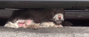 Dog Living Under Car For 7 Months Instantly Knows When He's Safe