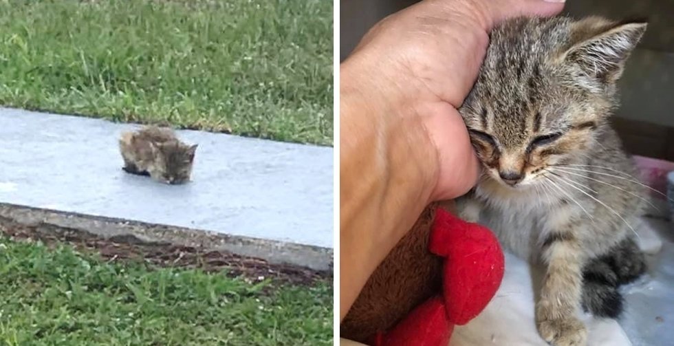 Woman Rescues Kitten Sitting on Sidewalk When Others Just Pass Her By - the Kitty Can't Stop Purring