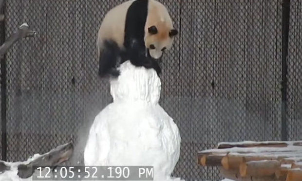 Pupazzo di neve panda gigante
