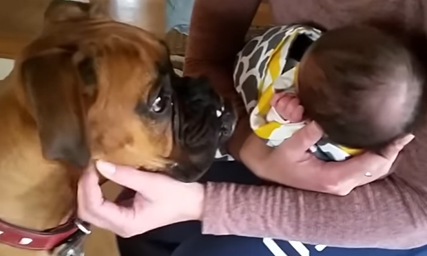 Cani che incontrano neonati per la prima volta