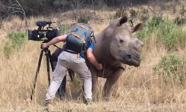 La rinoceronte vuole coccole