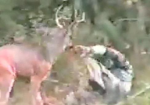 Un ciervo hace ESTO al cazador que quería acabar con él. ¡INCREÍBLE! 4