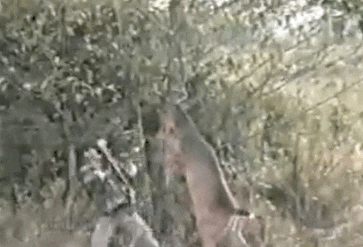 Un ciervo hace ESTO al cazador que quería acabar con él. ¡INCREÍBLE! 1