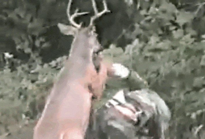 Un ciervo hace ESTO al cazador que quería acabar con él. ¡INCREÍBLE! 2