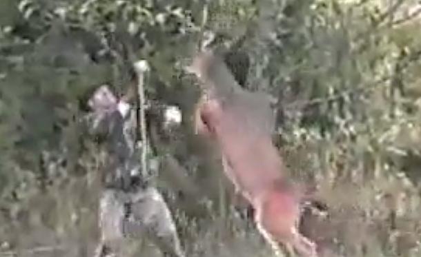 Un ciervo hace ESTO al cazador que quería acabar con él. ¡INCREÍBLE! 3