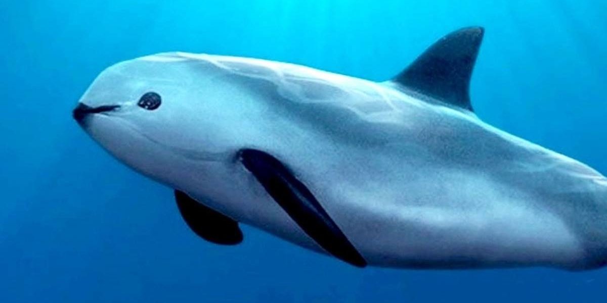 It’s save the vaquita week. What you should know about the world’s most