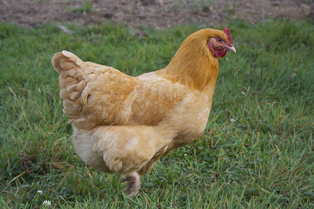 Hen Deprived Urbanites Can Now Rent Chickens Good