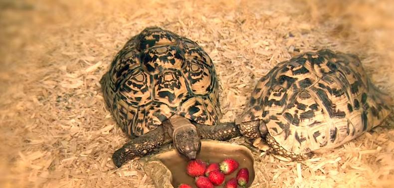 Meet The Fastest Tortoise In The World (Sorry Ladies, He's Taken)