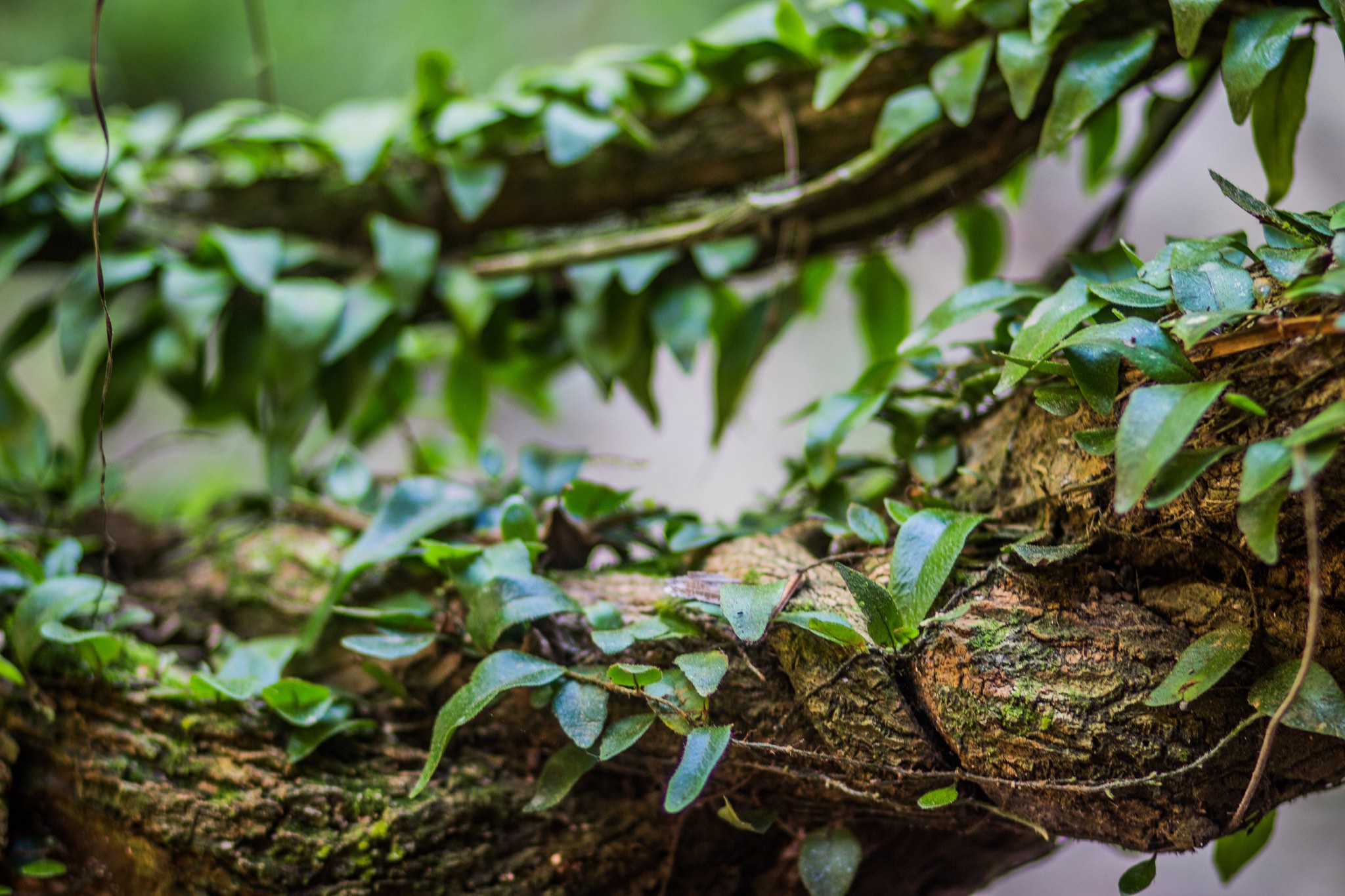 Amazonian Psychedelic Ayahuasca May Ease Severe Depression New Study Shows Good