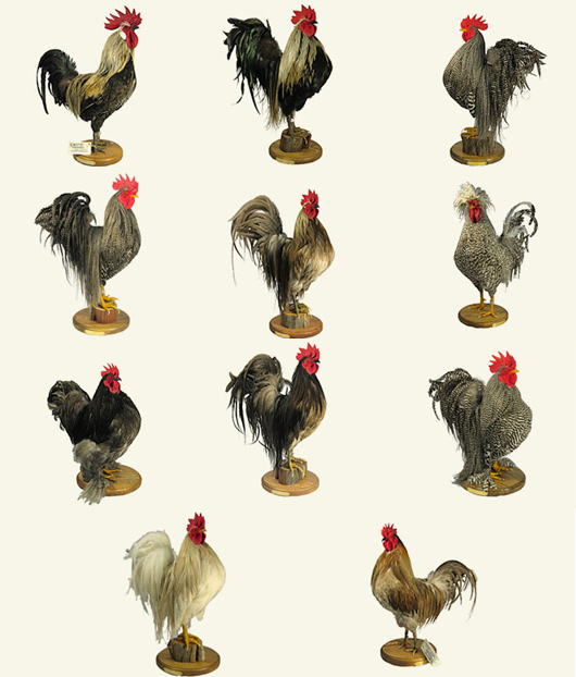 Thomas Whiting is Obsessed with Creating the Perfect Chicken Feathers