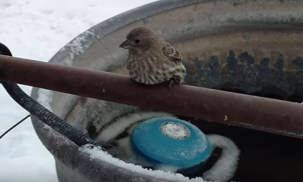Libera un uccellino dal ghiaccio soffiando aria calda