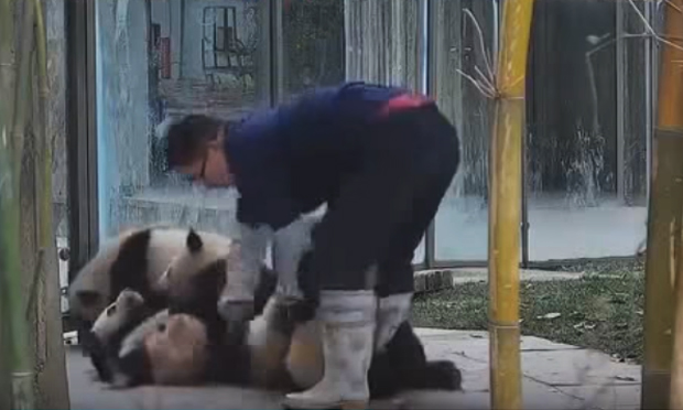 Come resistere ai cuccioli di panda