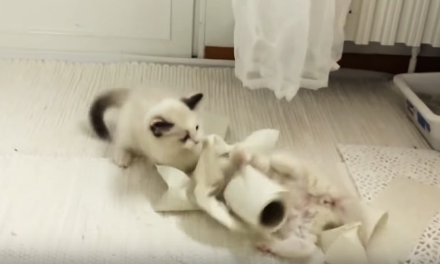 cani gatti cuccioli carta igienica