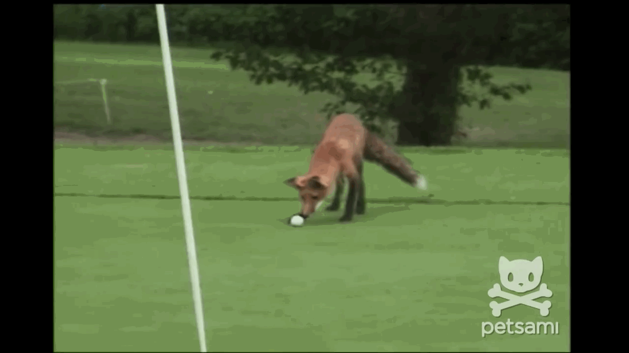 Home On The Driving Range 5 Animals Who Just Want To Play 18 Holes