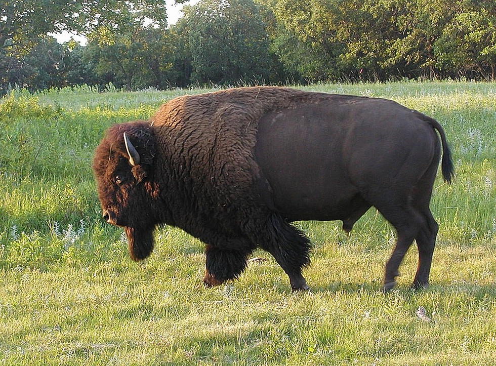 What do bison eat picture