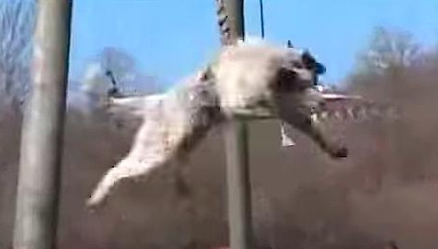 Bizarre Dog Spinning Ritual Is, Sadly, Exactly What It