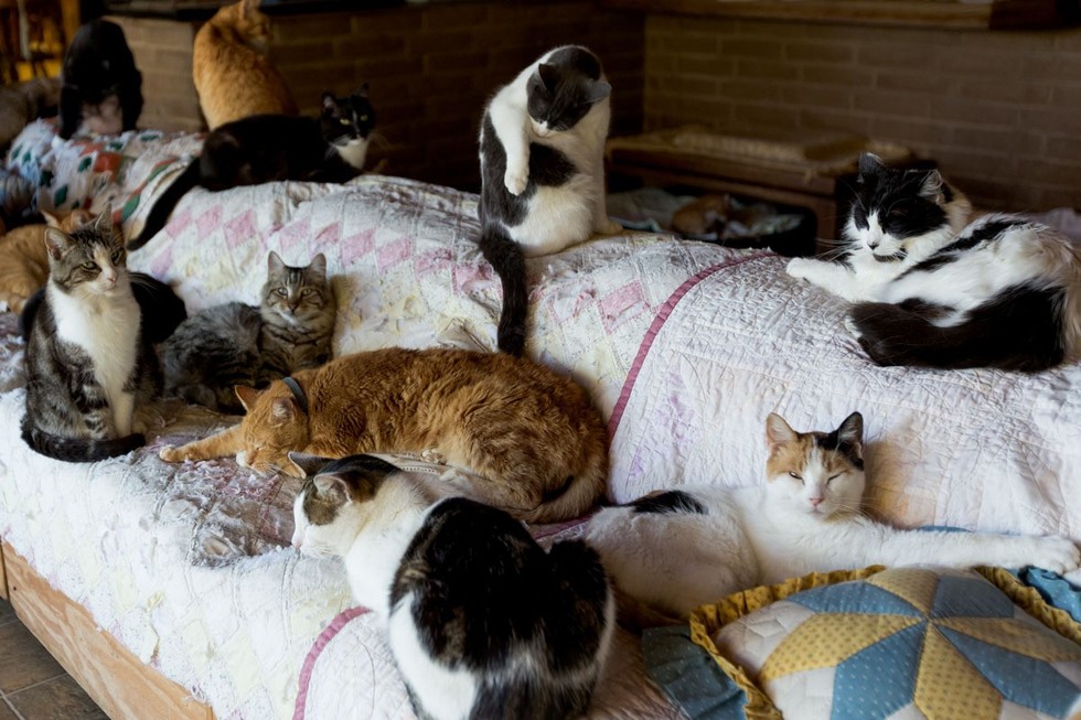 One Big House Full Of 700 Cats
