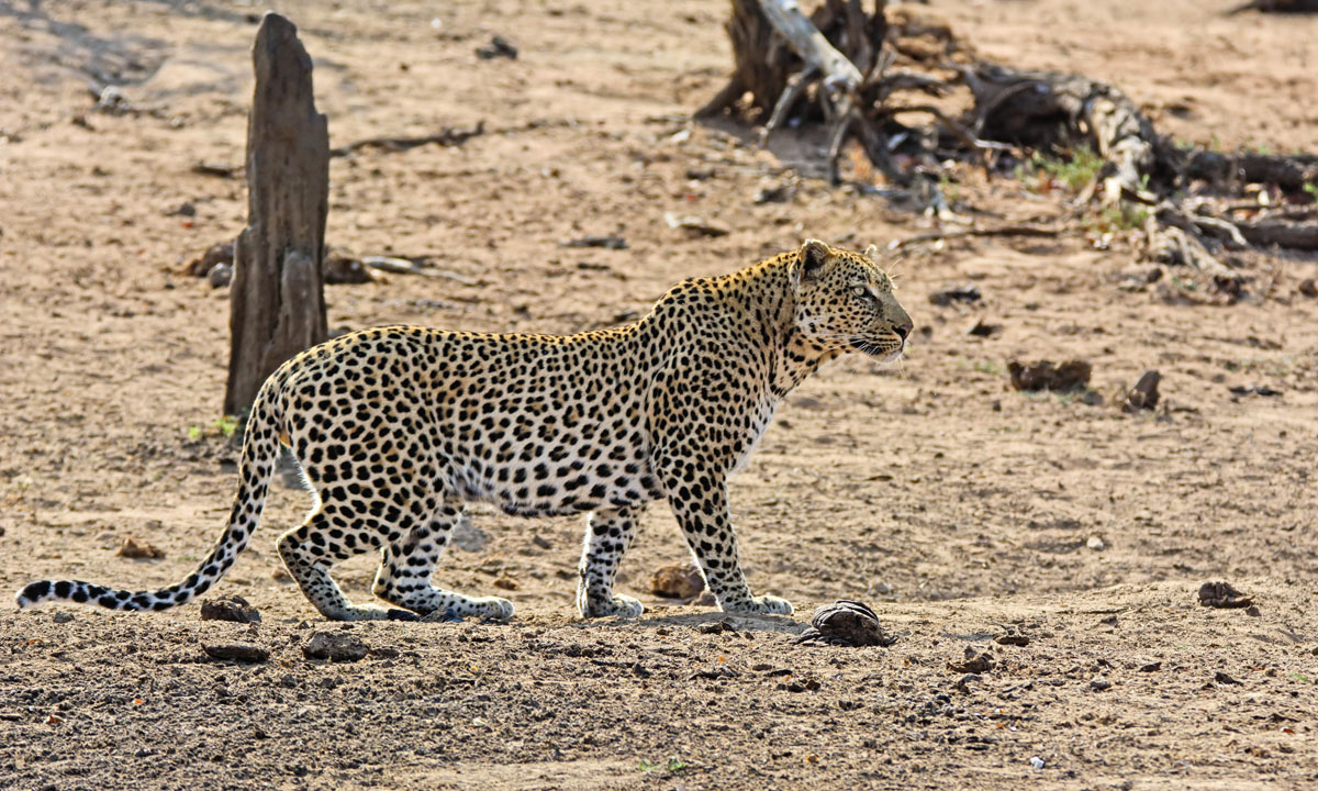 Sudafrica, un leopardo all'attacco di un facocero - Panorama