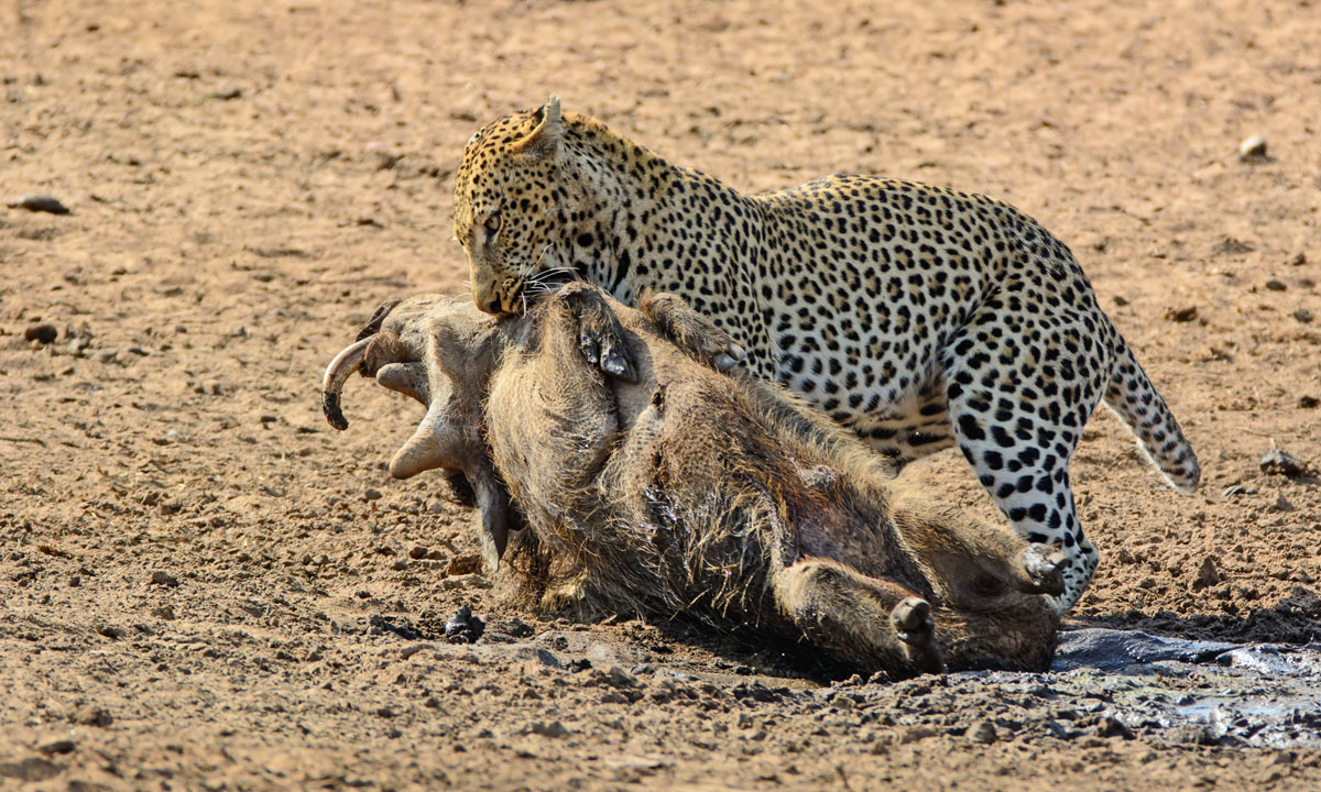 Sudafrica, un leopardo all'attacco di un facocero - Panoraмa