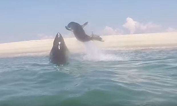 Una foca evita attacco dello squalo bianco