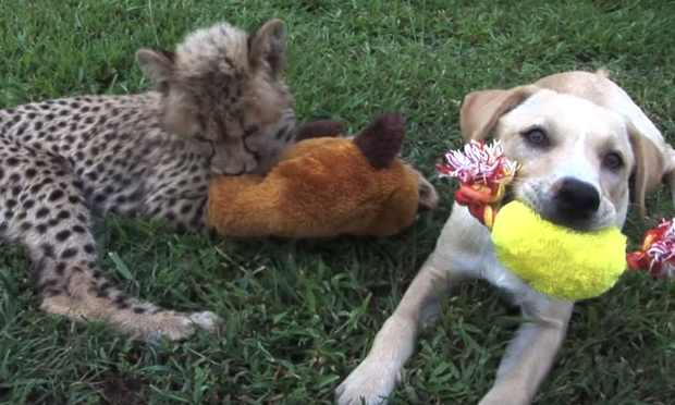 Cane e ghepardo amici zoo